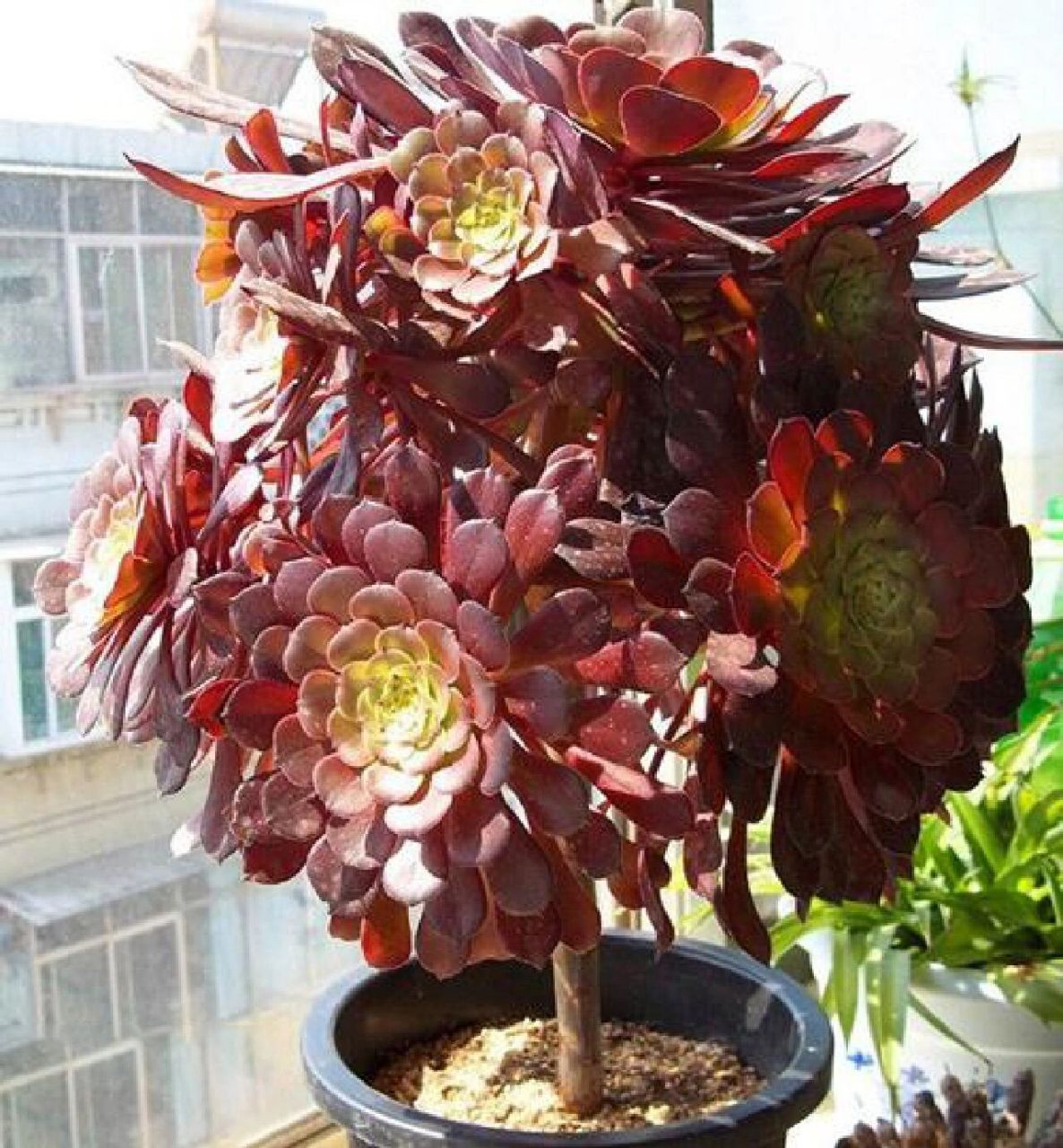 每天认识一种多肉 黑法师 	 黑法师景天科莲花掌属多肉植物(草本植物)