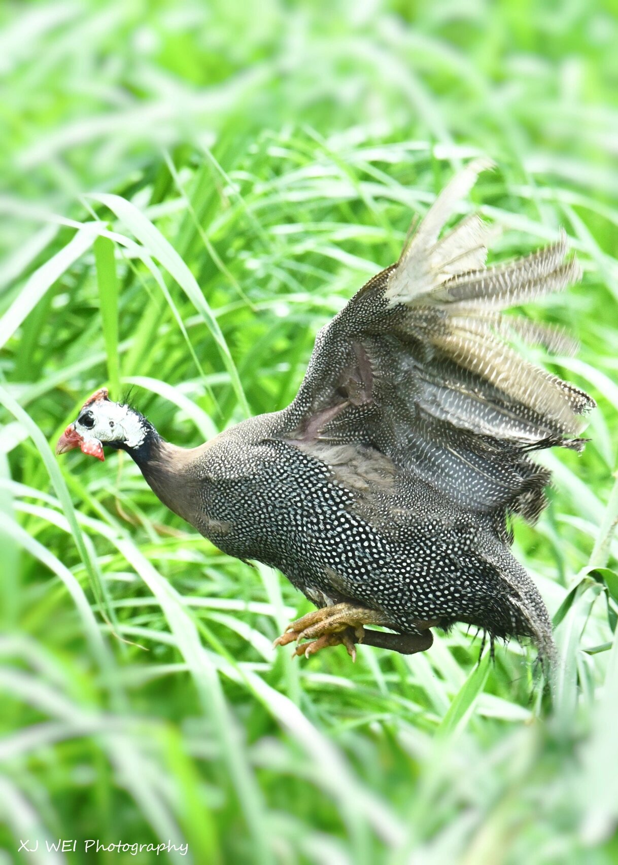【我的记录】"小孔雀"～～野生珍珠鸡93 珍珠鸡,名是鸡,实为鸟.