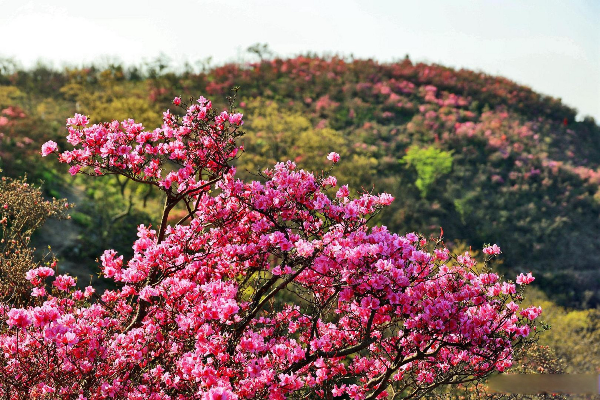 金峨山杜鹃花火红绽放,再过一周将进入繁花期】#美丽宁波#4月8日奉化