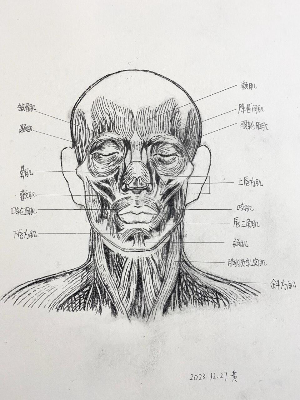 头部肌肉图名称图解图片
