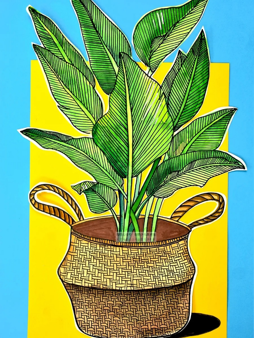 天堂鸟的枝叶长得高高的,叶子长圆