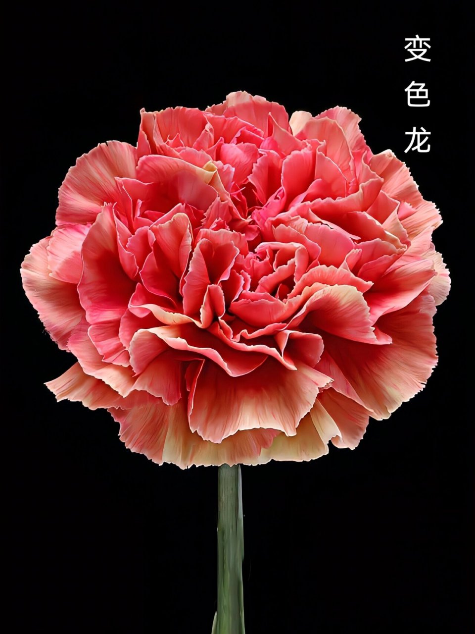 九种稀有花色康乃馨,颠覆你对它的刻板印象 94康乃馨花语:热情,魅力