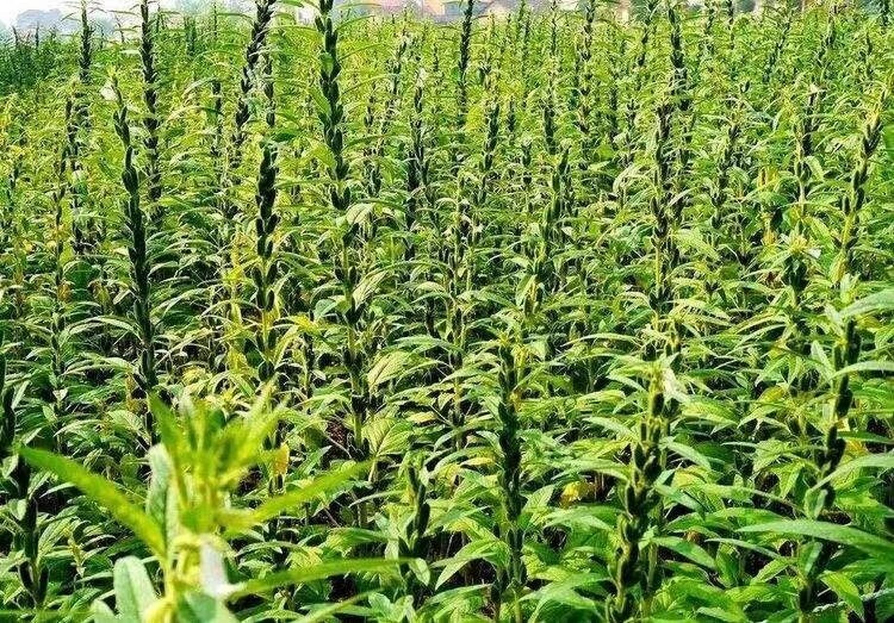 芝麻种植