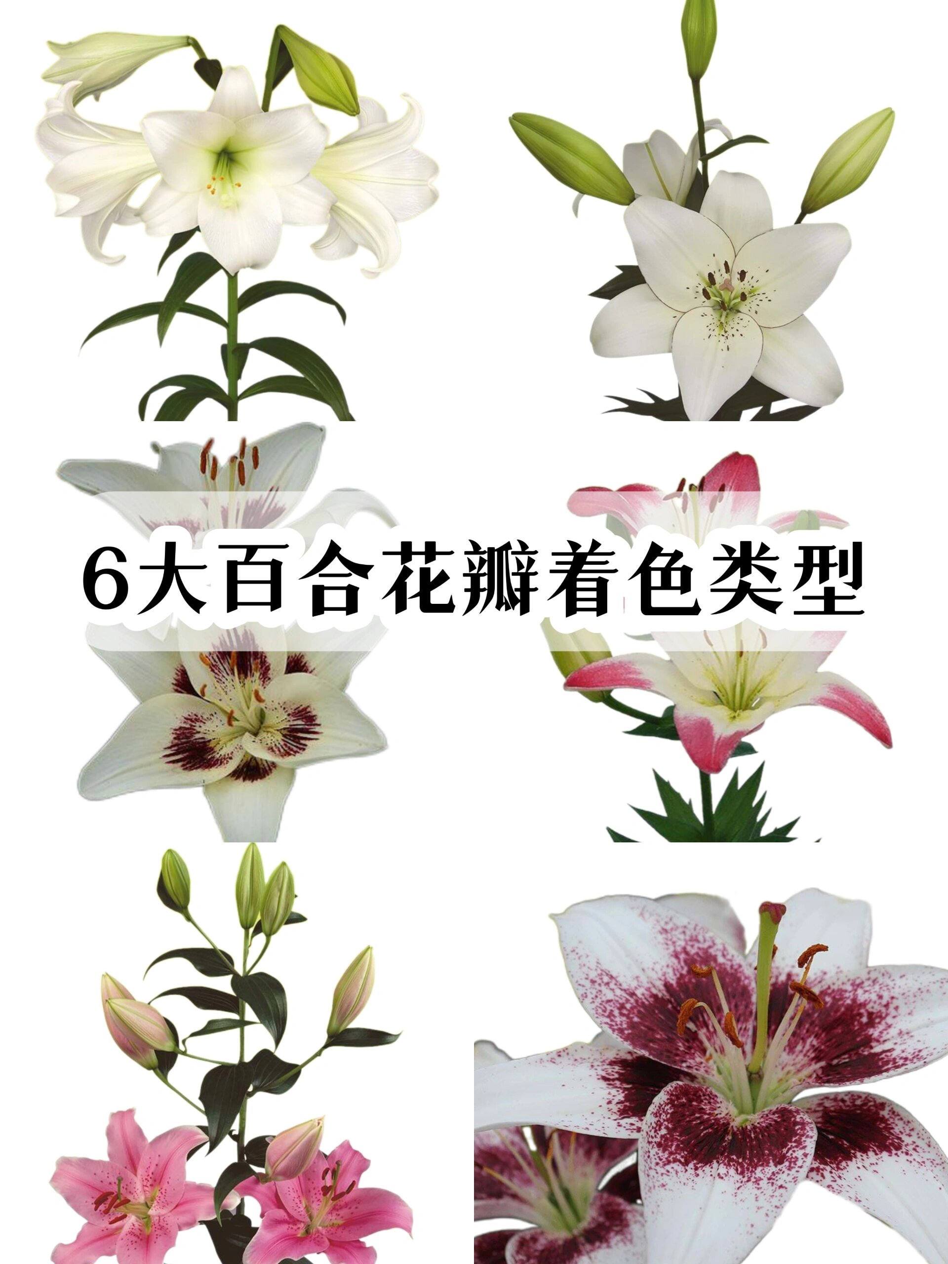 品种图鉴丨6大百合花瓣着色类型