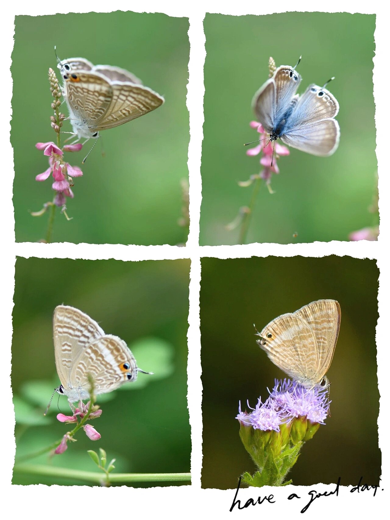bling bling99的亮灰蝶 闪闪发光的小灰蝶,被忽略的高颜值!