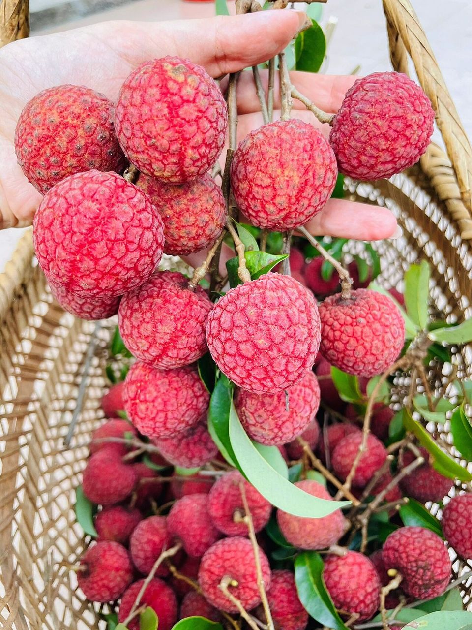 传说古时有尚书路过岭南,把乡亲送的荔枝抱入怀中,而得名"怀枝".