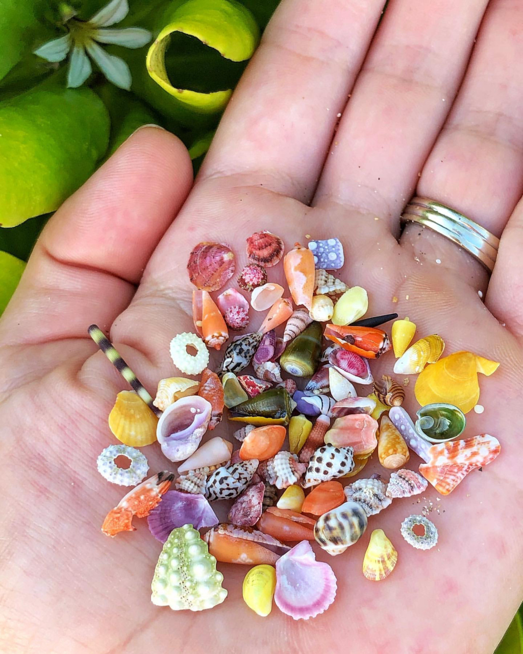 五颜六色的小贝壳谁不爱呢      来源lns