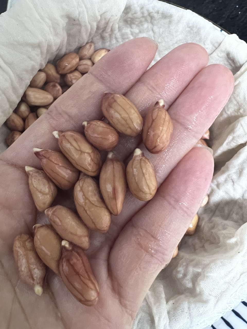 春季吃芽菜 自发花生芽 花生芽 刚发芽的最好吃 吃春天的芽菜可以生发