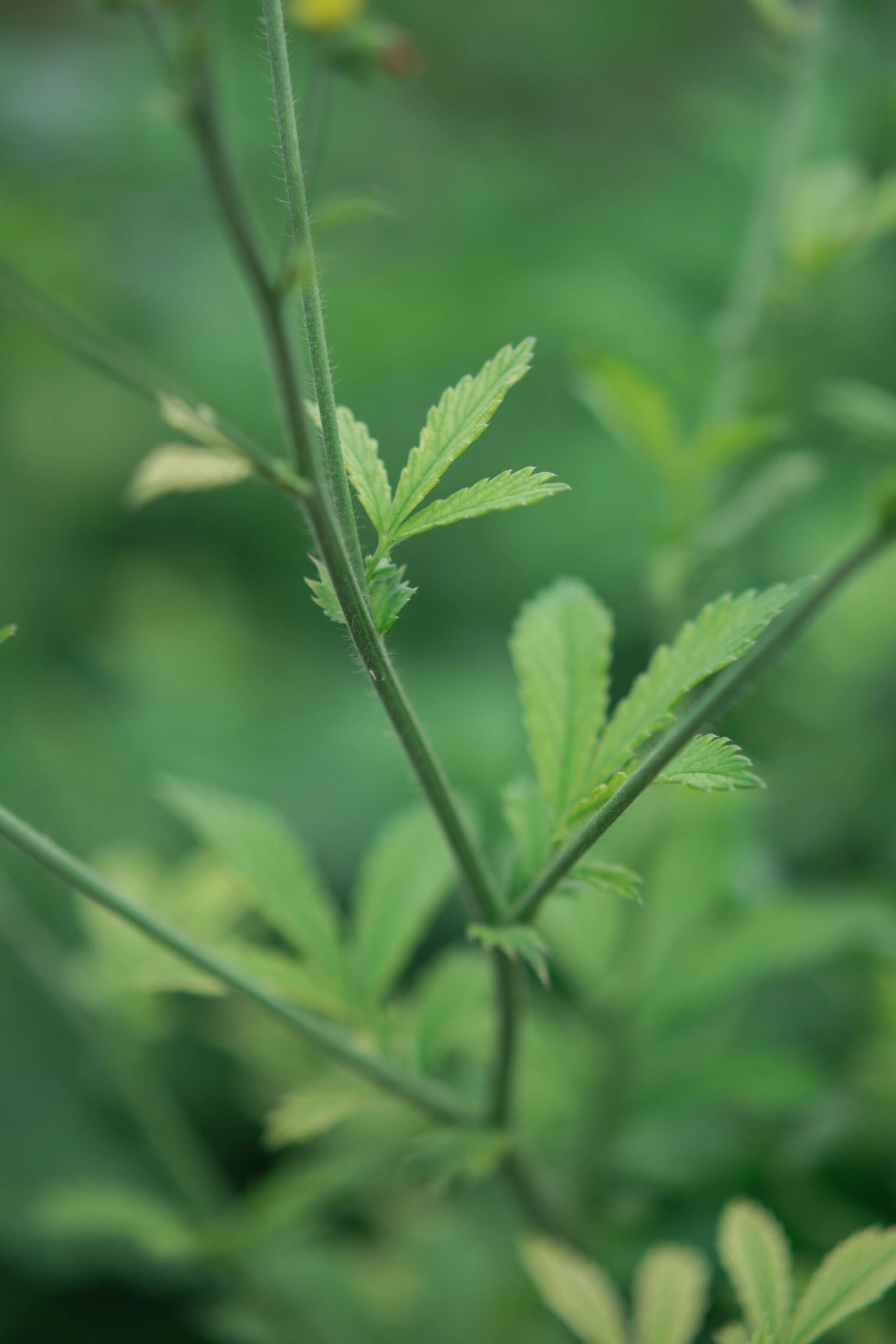 蔷薇科龙芽草属多年生草本植物.