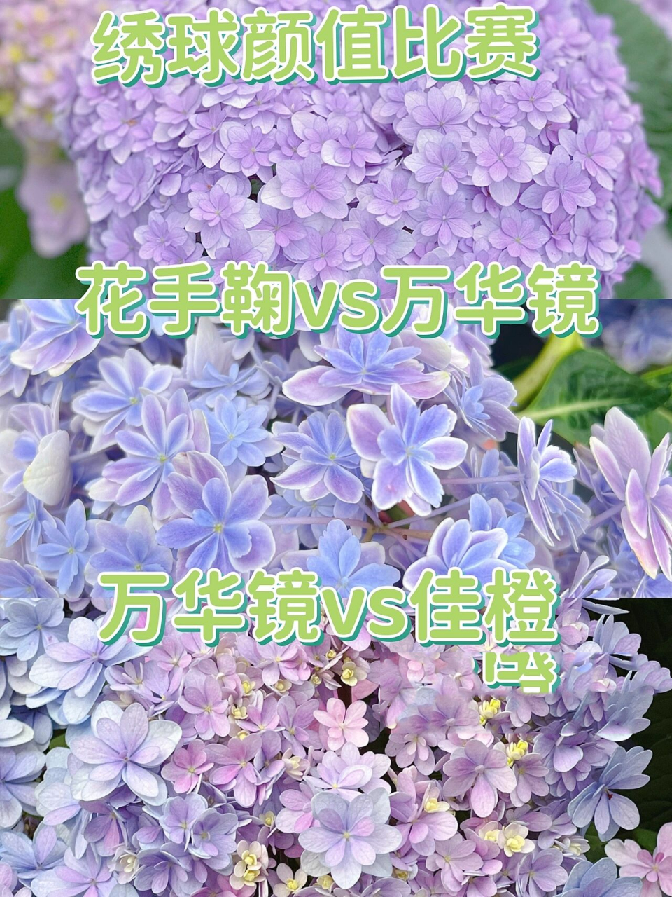 绣球颜值对照|花手鞠vs万华镜vs佳橙 9494对于绣球颜值 大家各有