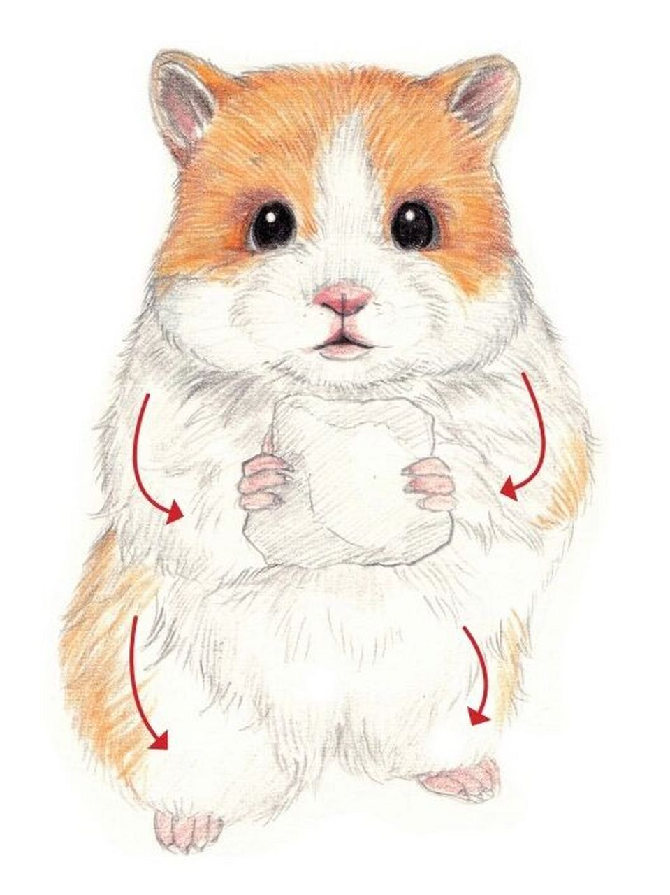 彩铅小动物-金丝熊 绘画要点 1.