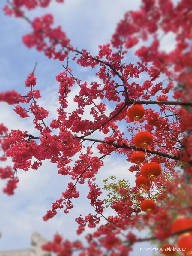 踏春赏花郴州高椅岭樱花园