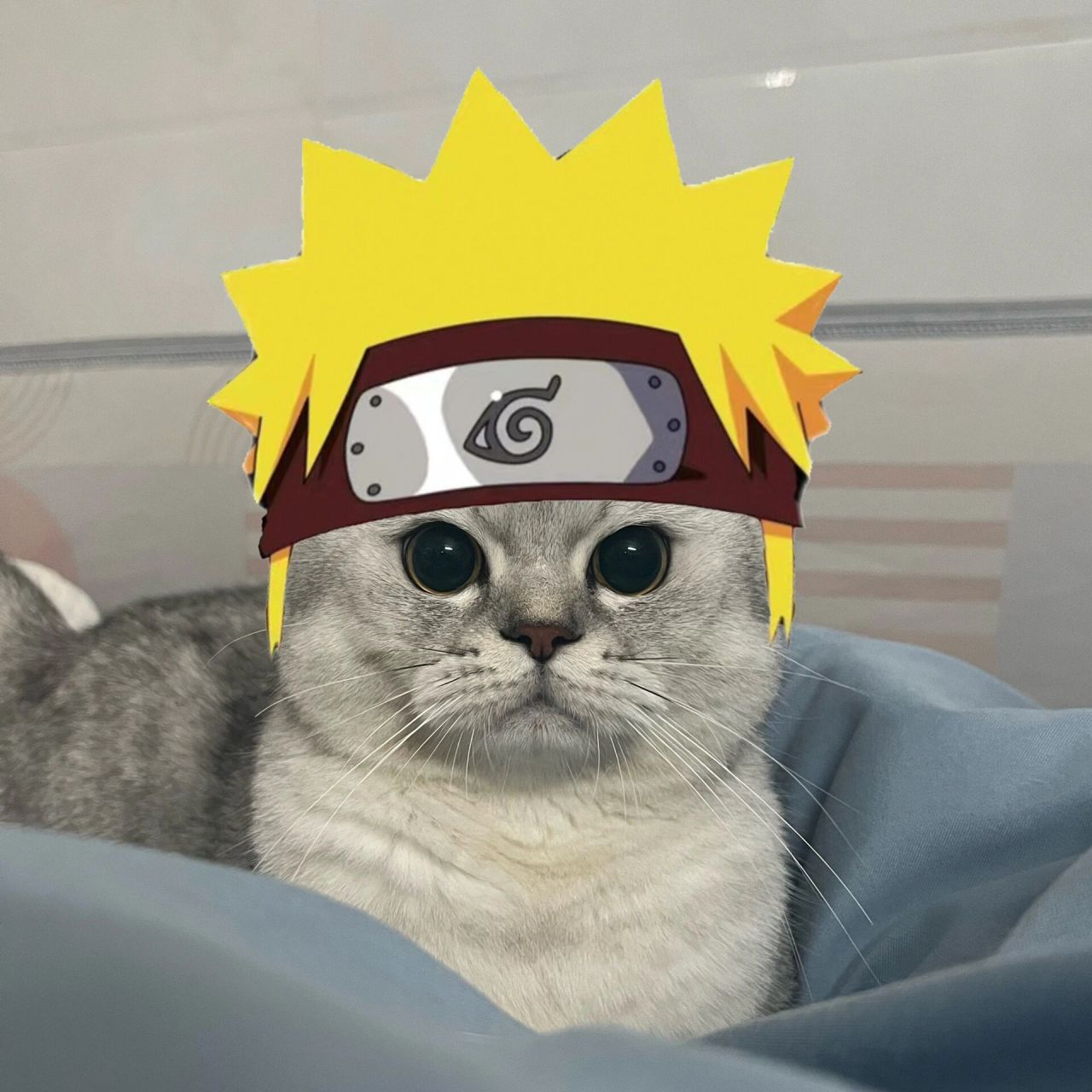 猫咪版火影忍者