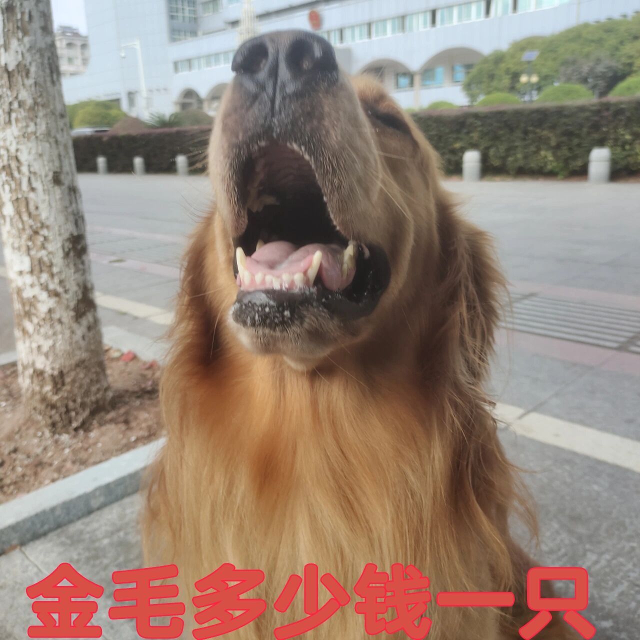 金毛多少钱一只?踩坑了没?