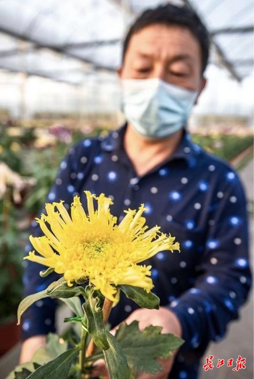 最大的菊花图片