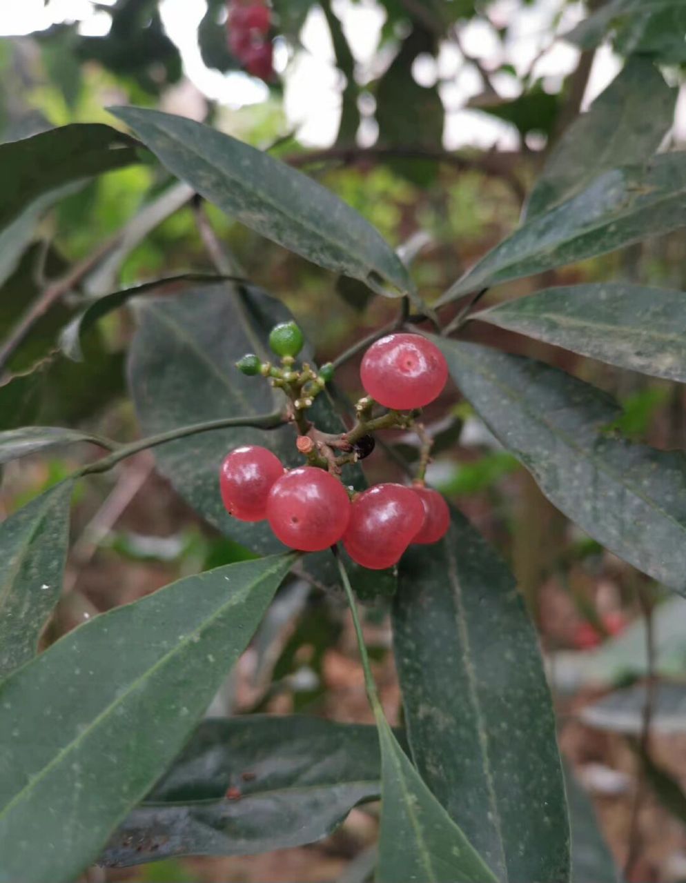 秋日野果|山小橘,晶莹剔透好吃又好看 秋天来了,大家还记得小时候在山