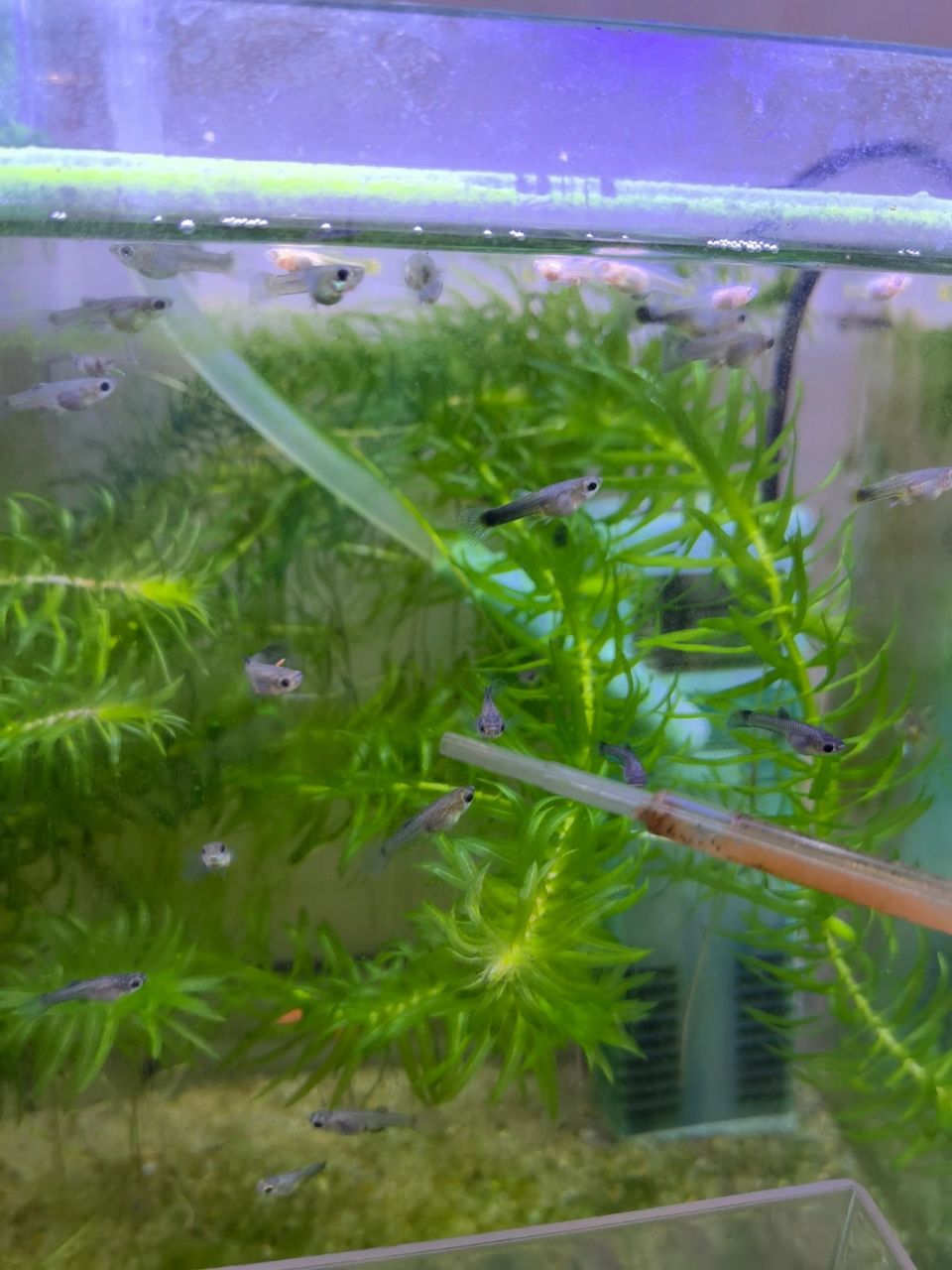 刚出生孔雀鱼宝宝和一个月小鱼 对比了今天刚出生的鱼崽才感觉上个月