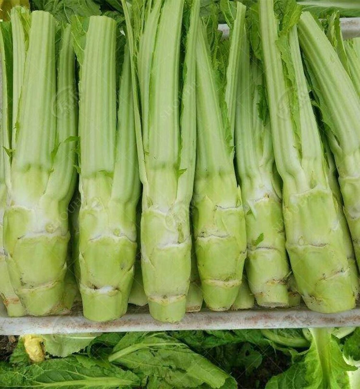 在我们四川   在我们四川 图一叫羊角菜,很多地方喊的棱guo菜,重庆