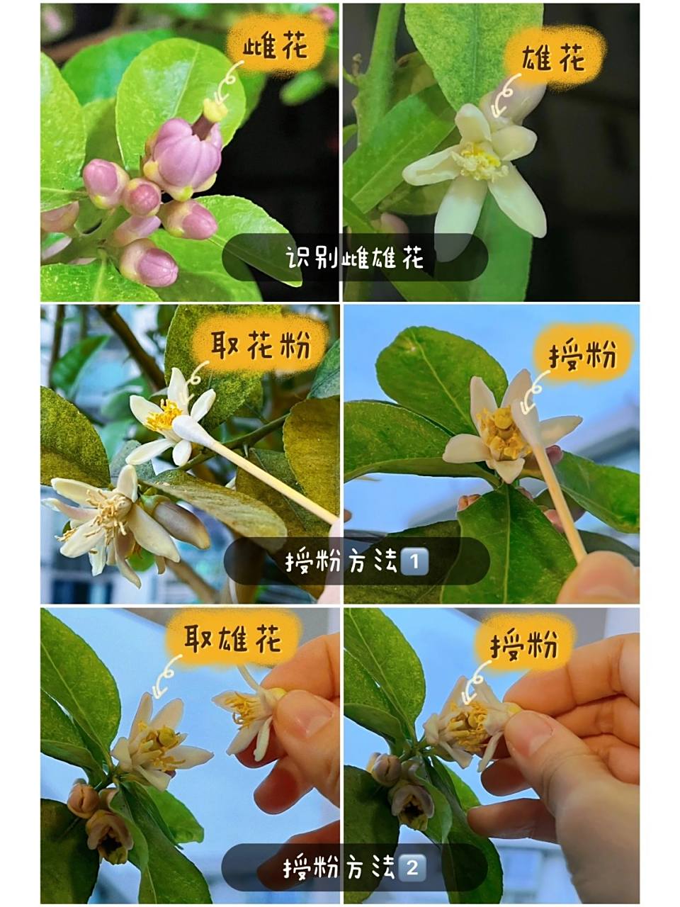 想结果 之前发了个柠檬从开花到结果的全流程贴 就有很多宝宝问我要是