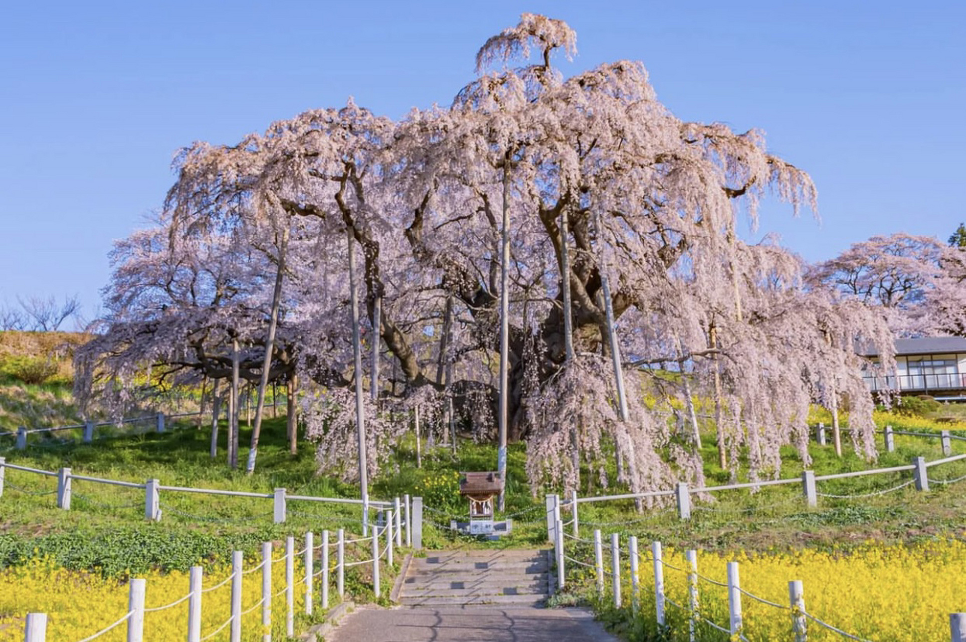 日本樱花树图片 真实图片