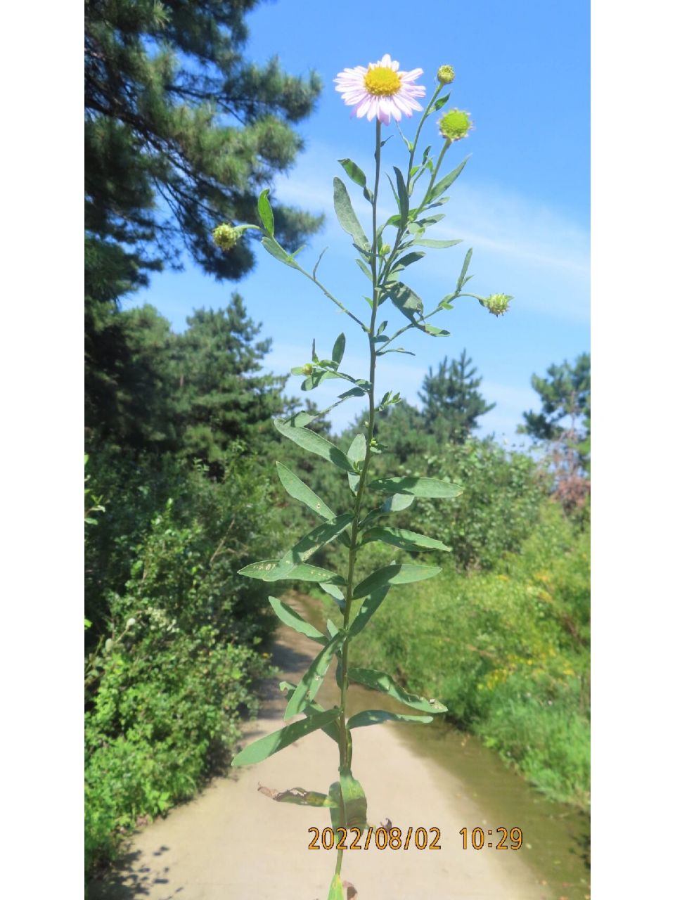全叶马兰,菊科马兰属多年生草本植物 和南方的野菜"马兰头"是同属的