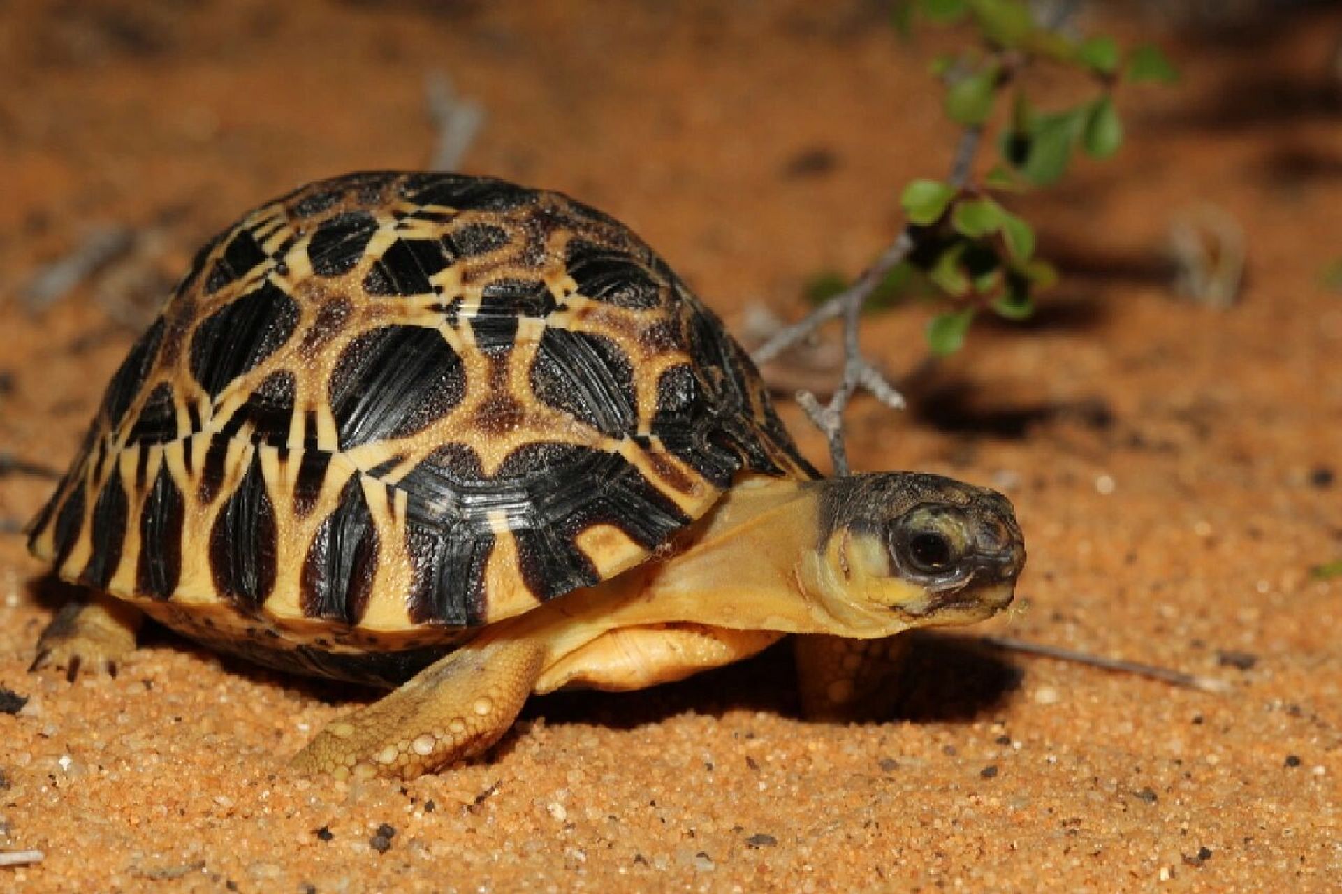 博物 | 辐射陆龟 爬行纲-龟鳖目-陆龟科-马岛陆龟属-辐射陆龟-辐射