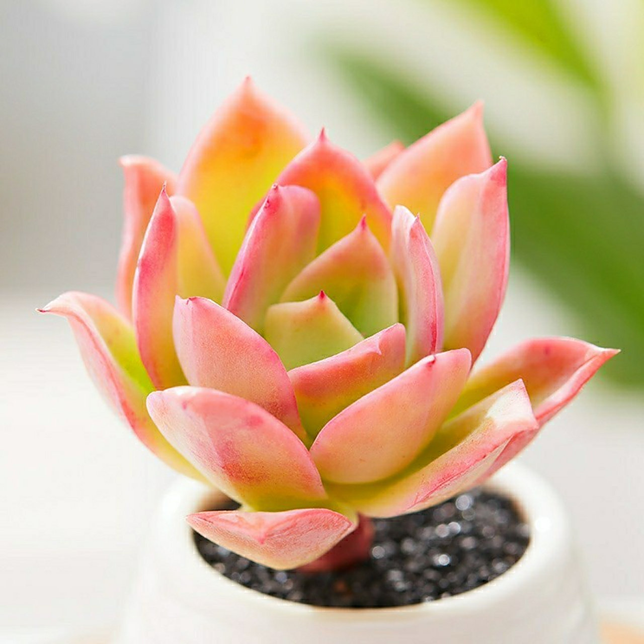 乔伊多肉,热烈而奔放,夏日里最美! 人生漫漫,还好有你,有多肉!