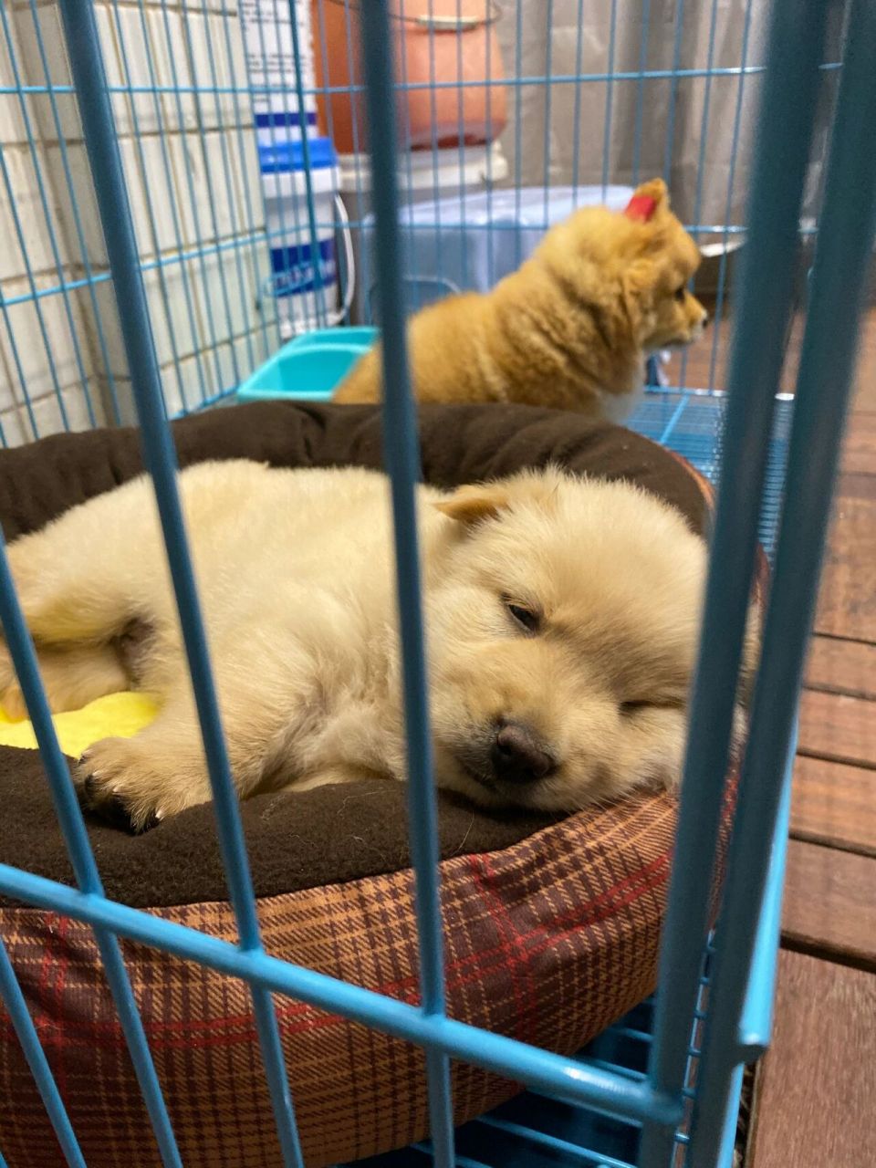 中华田园犬和和柯基博美串 柑柑博美柯基串串和桔桔小田园犬小奶狗