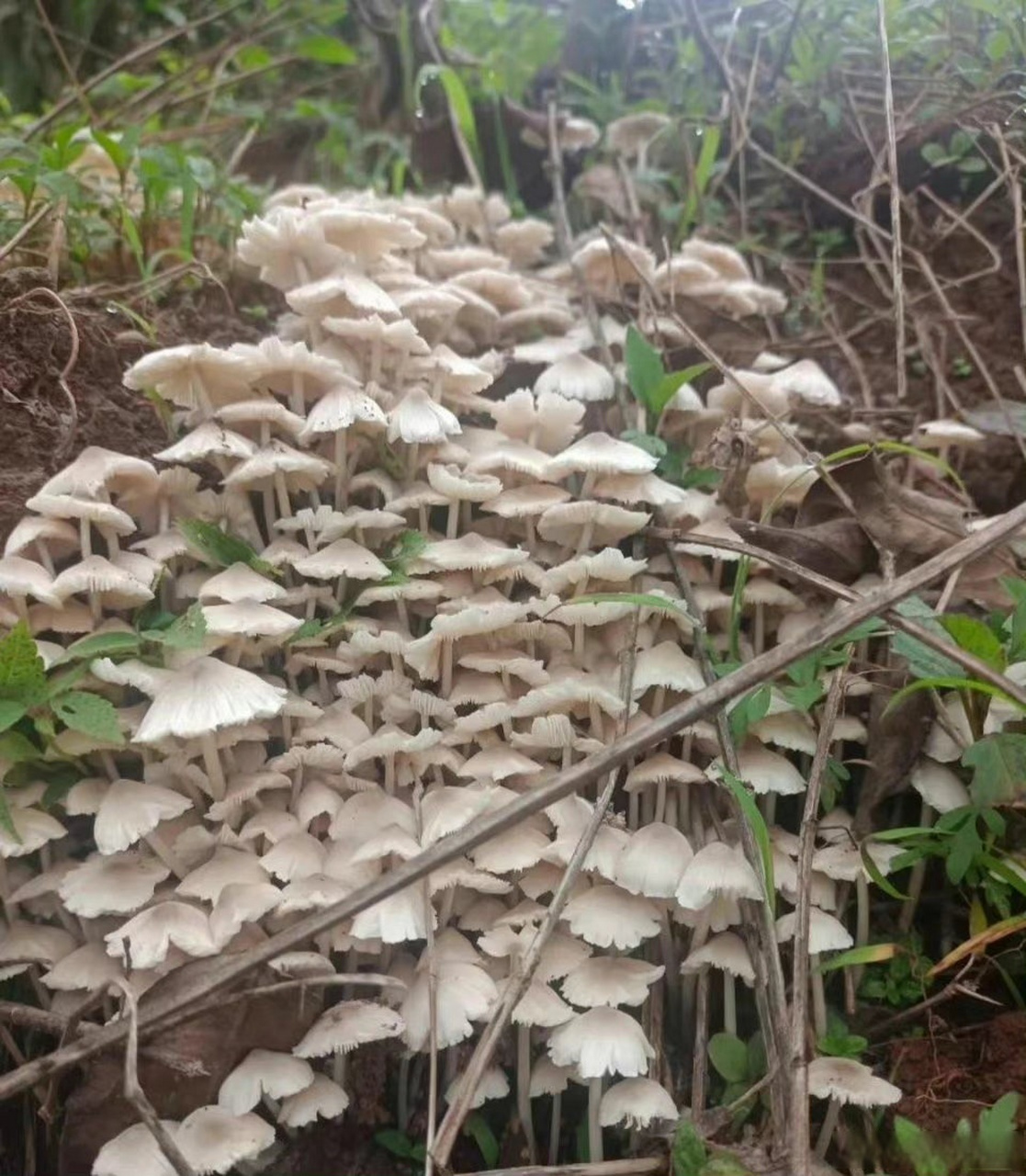 采茶累时路边休息,发现了好多这种白色的蘑菇,听说是鸡枞,我还要什么