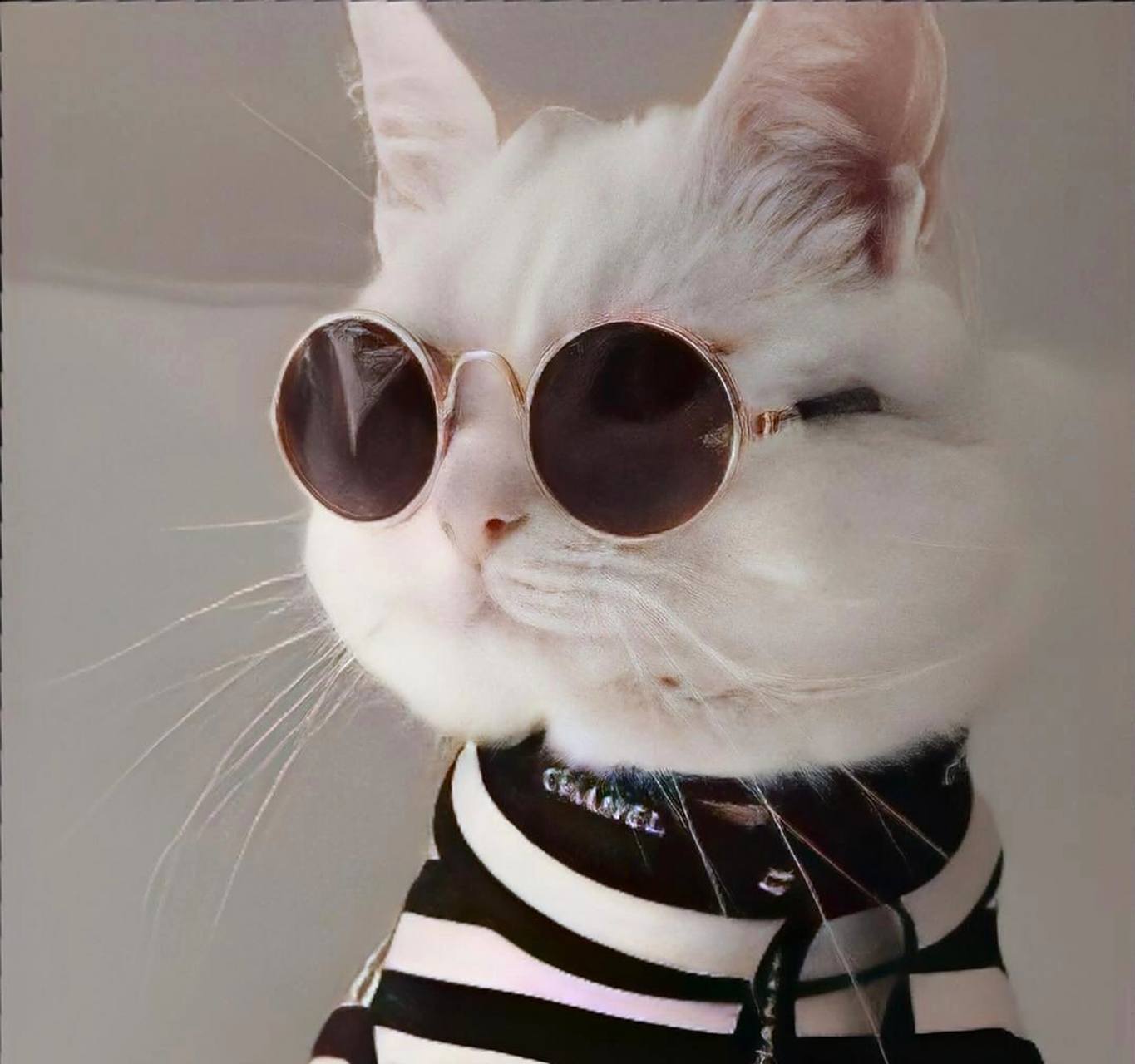 猫咪头像 霸气猫咪 头像 动物头像 一组霸气侧漏的猫咪头像