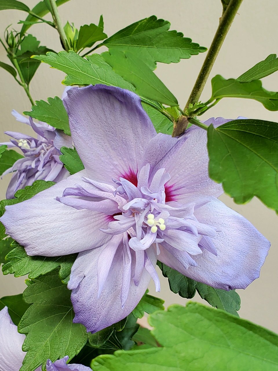 梦幻温柔的蓝雪纺木槿 颜色是柔和的蓝紫色 花期夏秋 在炎热的夏天能
