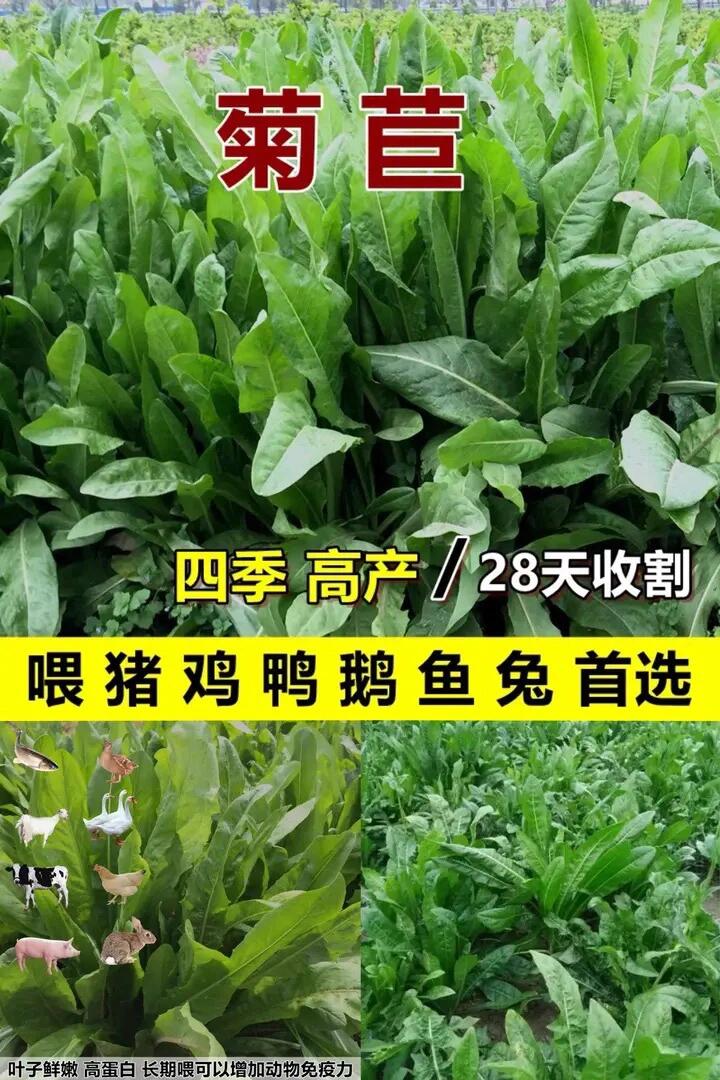 天香菊苣牧草图片