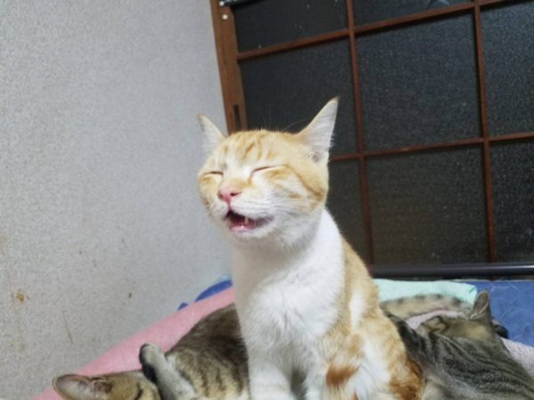 猫咪打哈欠时的表情,忍不住想笑出声.