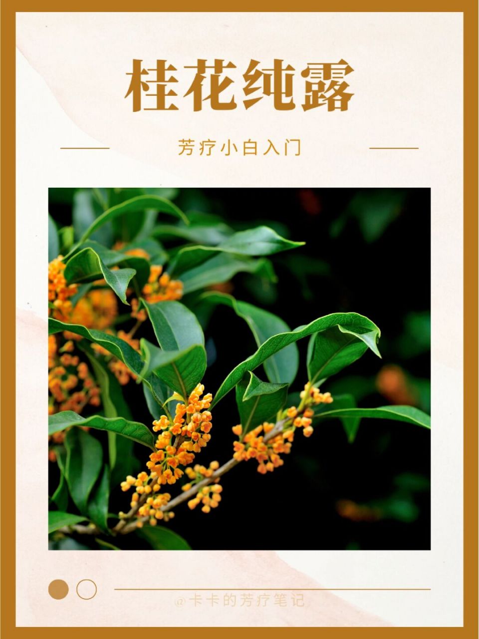 9797桂花纯露大多会用十月金桂来萃取,打开纯露的那一下子,整个