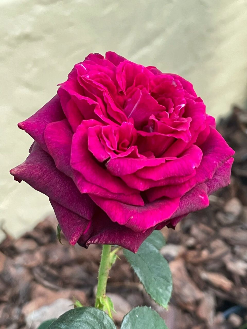 月季 玫瑰推荐一个品种dark desire暗夜芬芳 超级香.