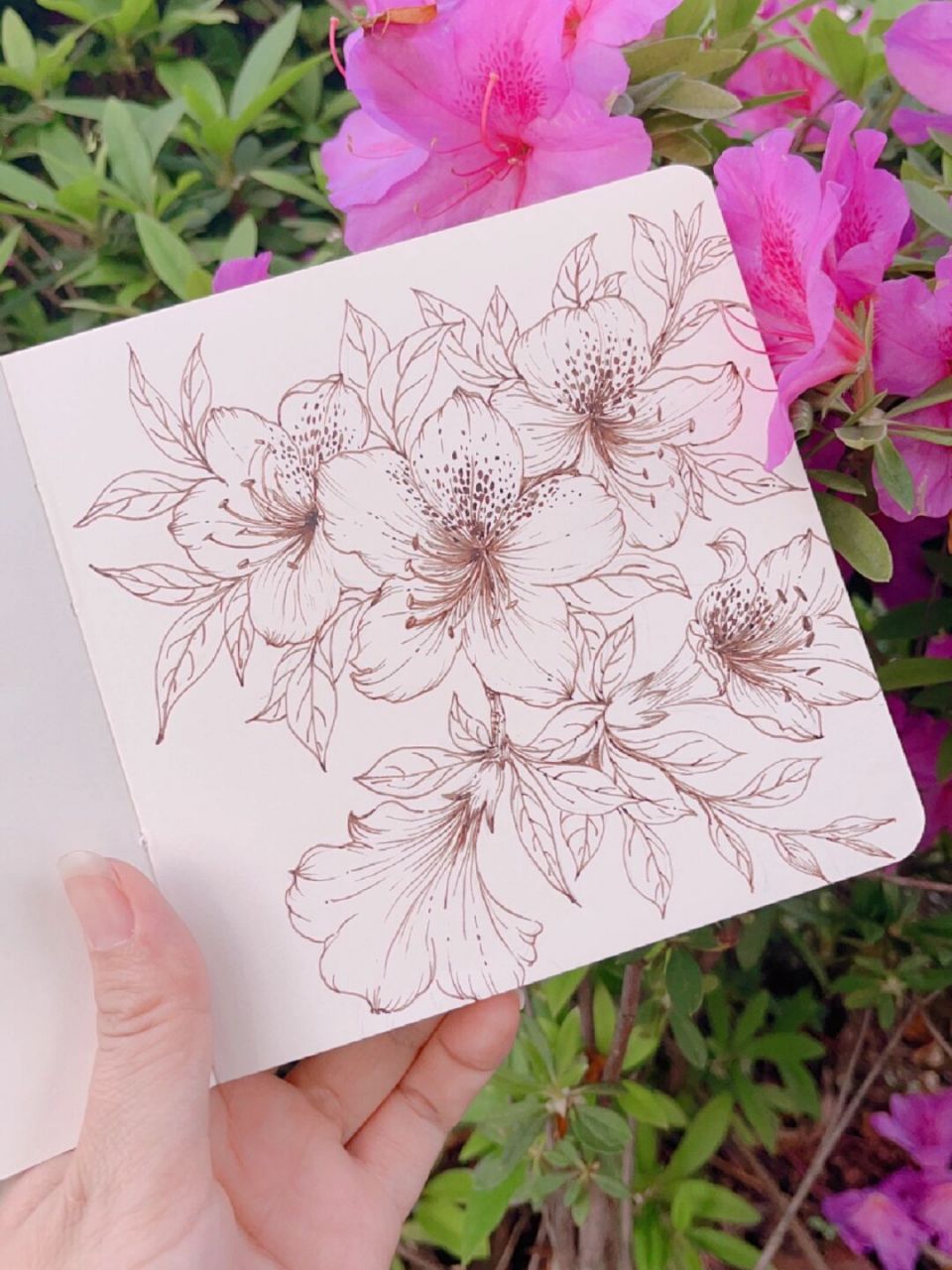 钢笔速写『杜鹃』 没有灵感的时候适合出门写生…… 画笔:百乐 墨水