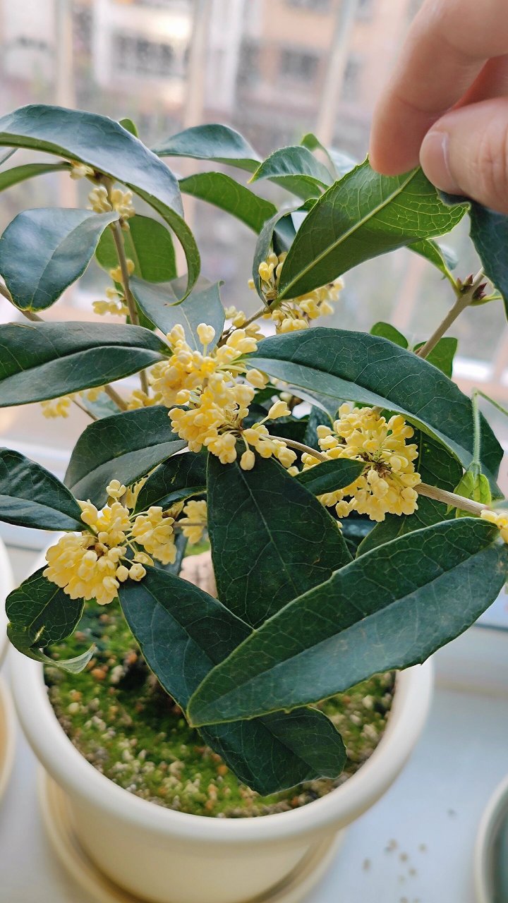 金状元桂花开花图片图片