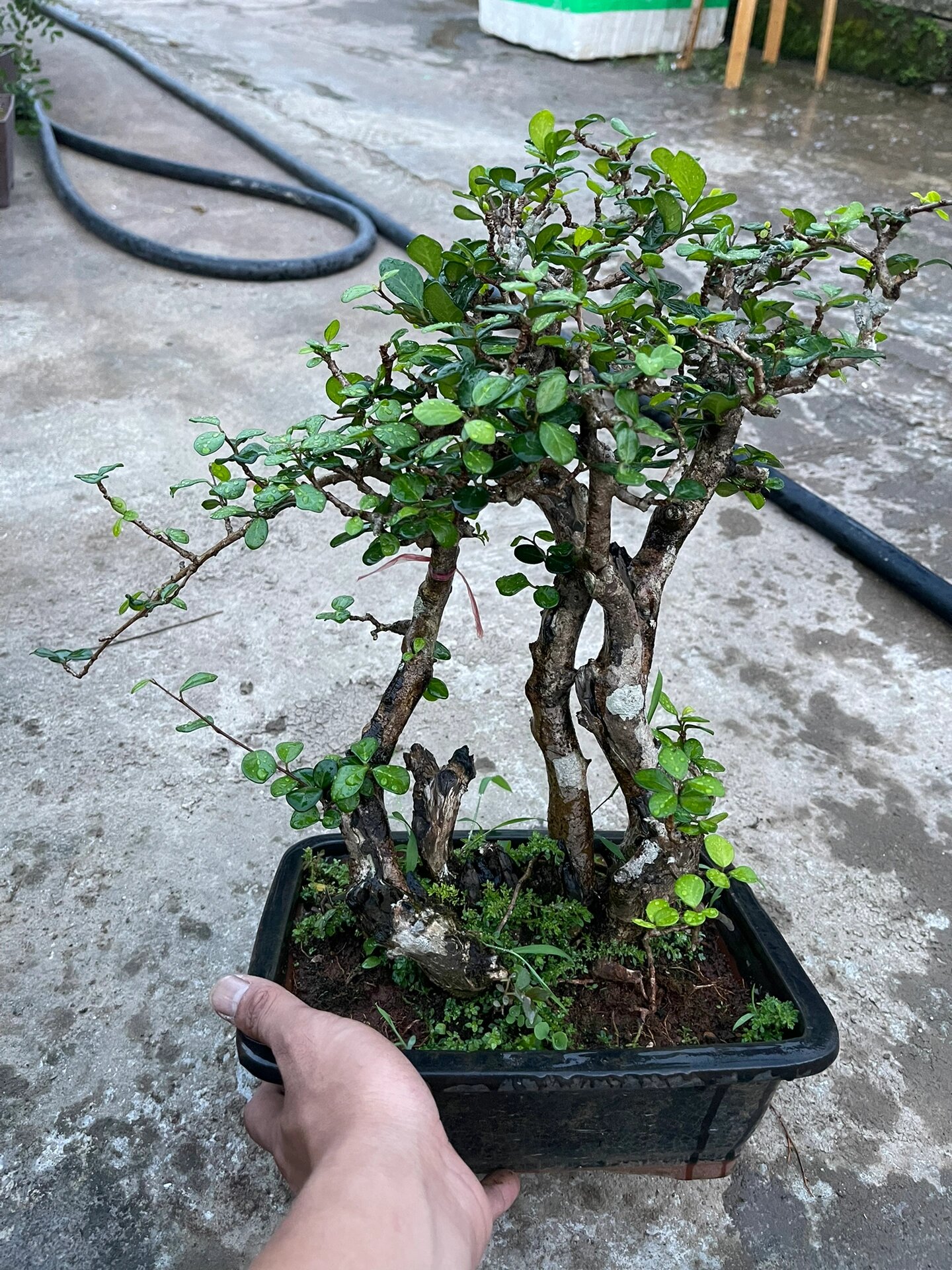 精品海南博兰盆景  好养殖!品种名贵