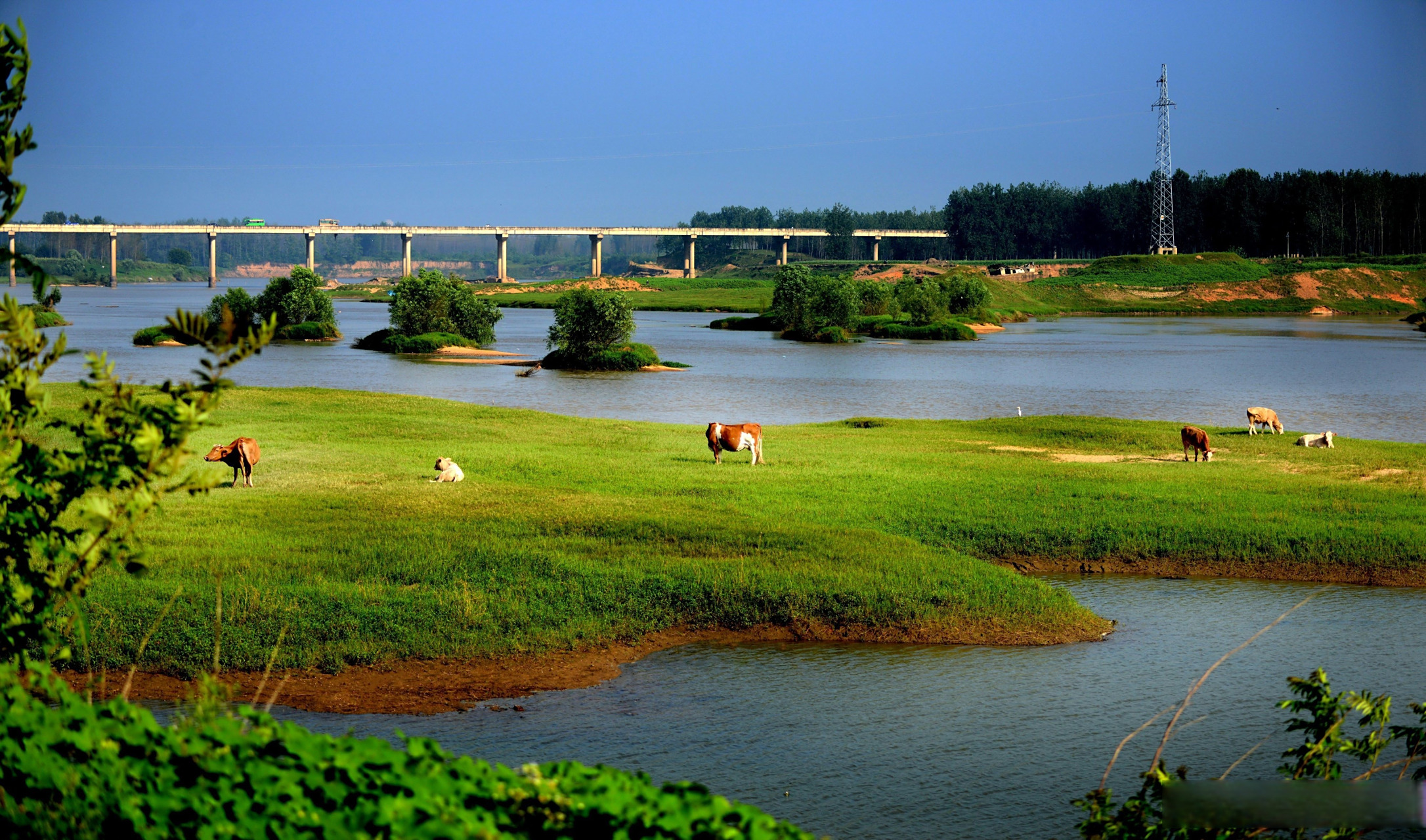 图说|息县:水草丰茂淮水间(息县融媒)#美在信阳