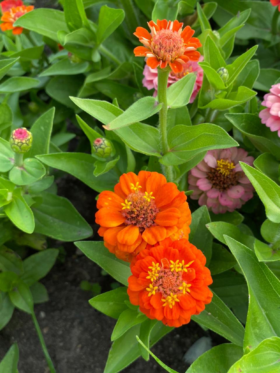 百日菊 百日菊屬(學名:zinnia)是菊科下的一個屬, 為一年生或多年生草