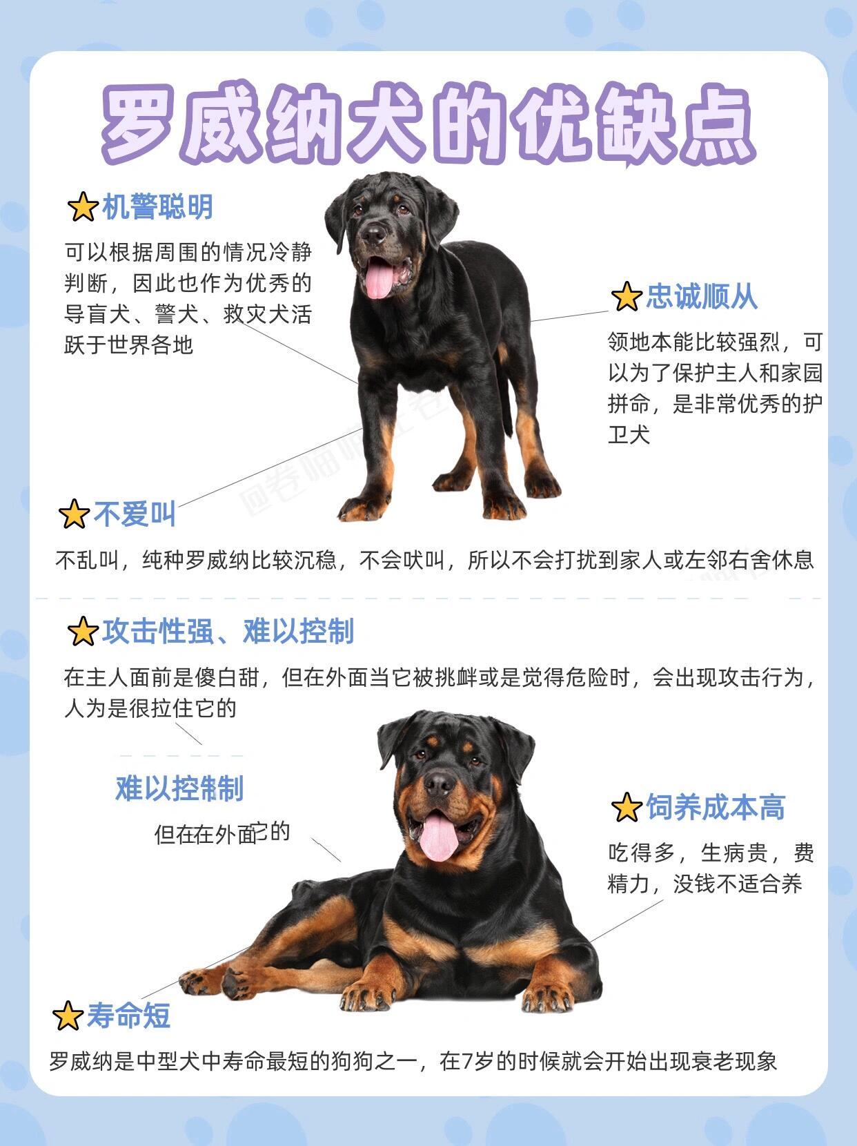 狗界蕞具有勇气和力量的犬种之一 之前四川罗威纳"事件