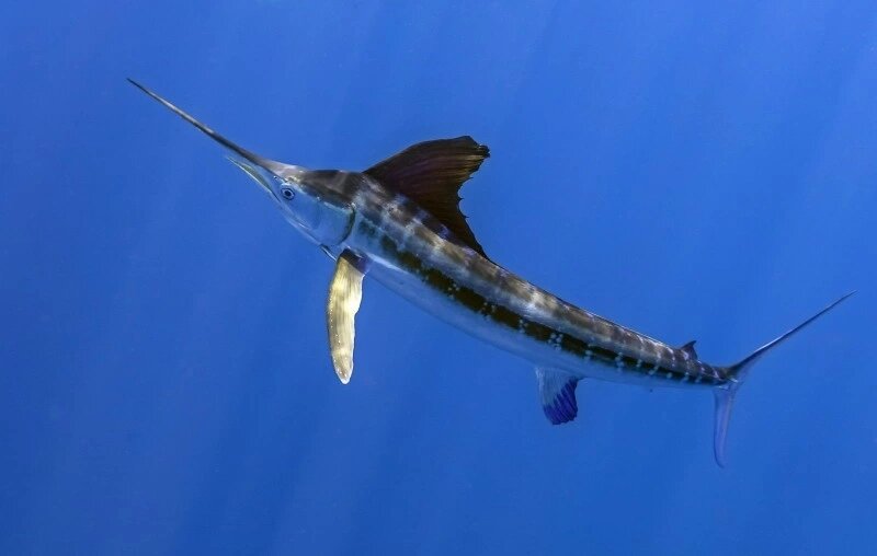 旗鱼超科基础篇 旗鱼,枪鱼,剑鱼的区分