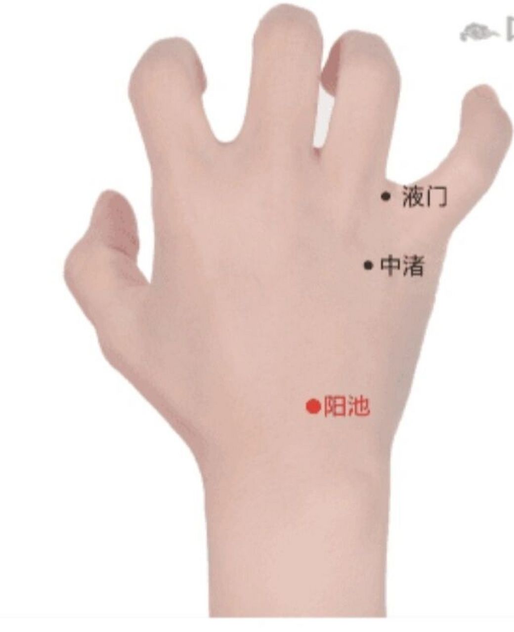 保健常用穴位——阳池 取法:俯掌,于第三,四掌骨间直上与腕横纹交点处