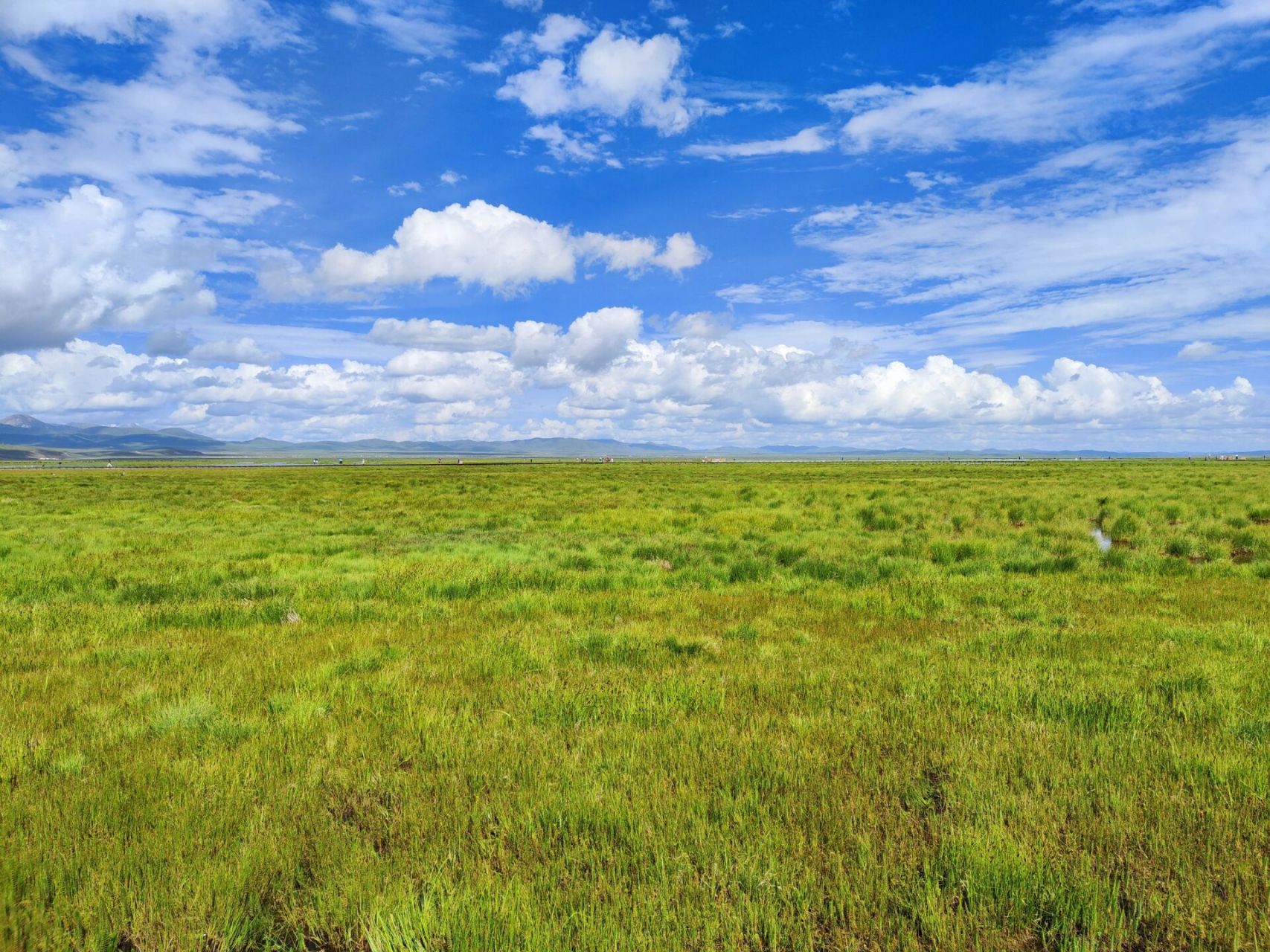 看过来 这个夏天来到了若尔盖大草原.