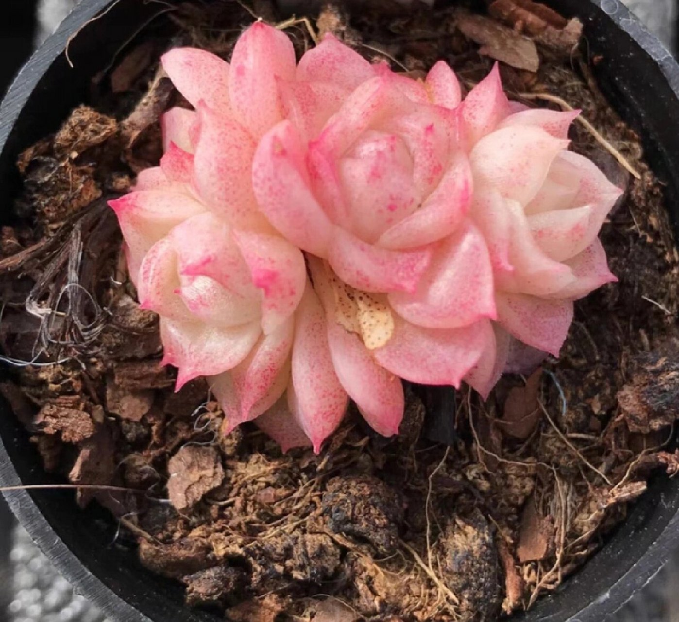 每天认识一种多肉9413496潘多拉女王 叶心像一个个花苞 美的像