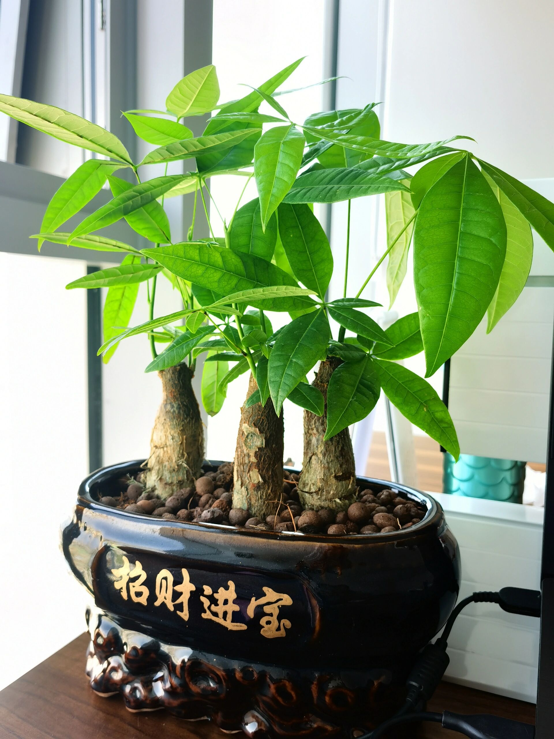 腐烂;如果你总是不敢浇水它的叶片很容易发黄脱落所以养发财树很