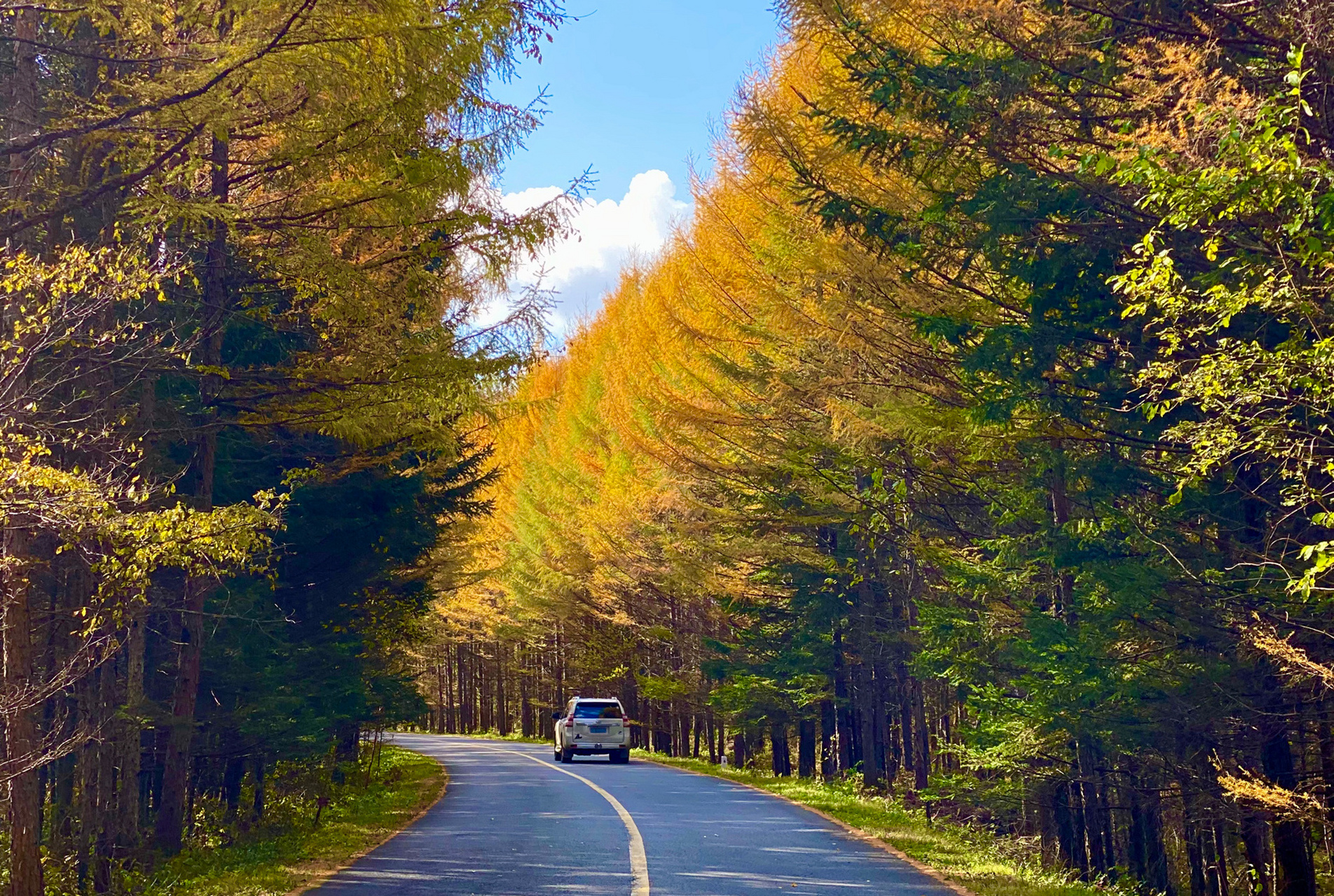 伊春|小兴安岭|乌带公路—最美森林公路|小众 如果你喜欢秋色,那一定