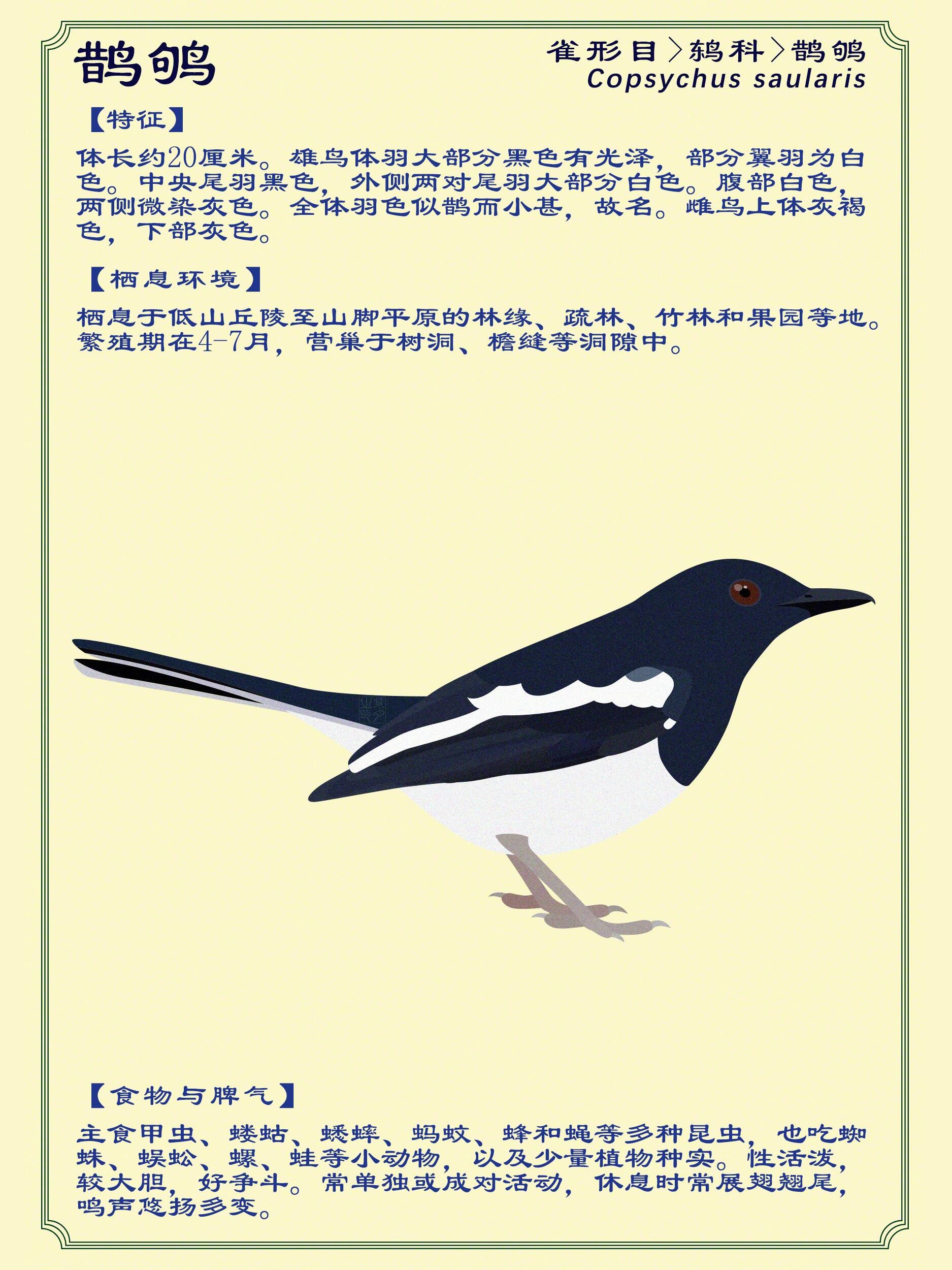 鹊鸲:别名猪屎渣