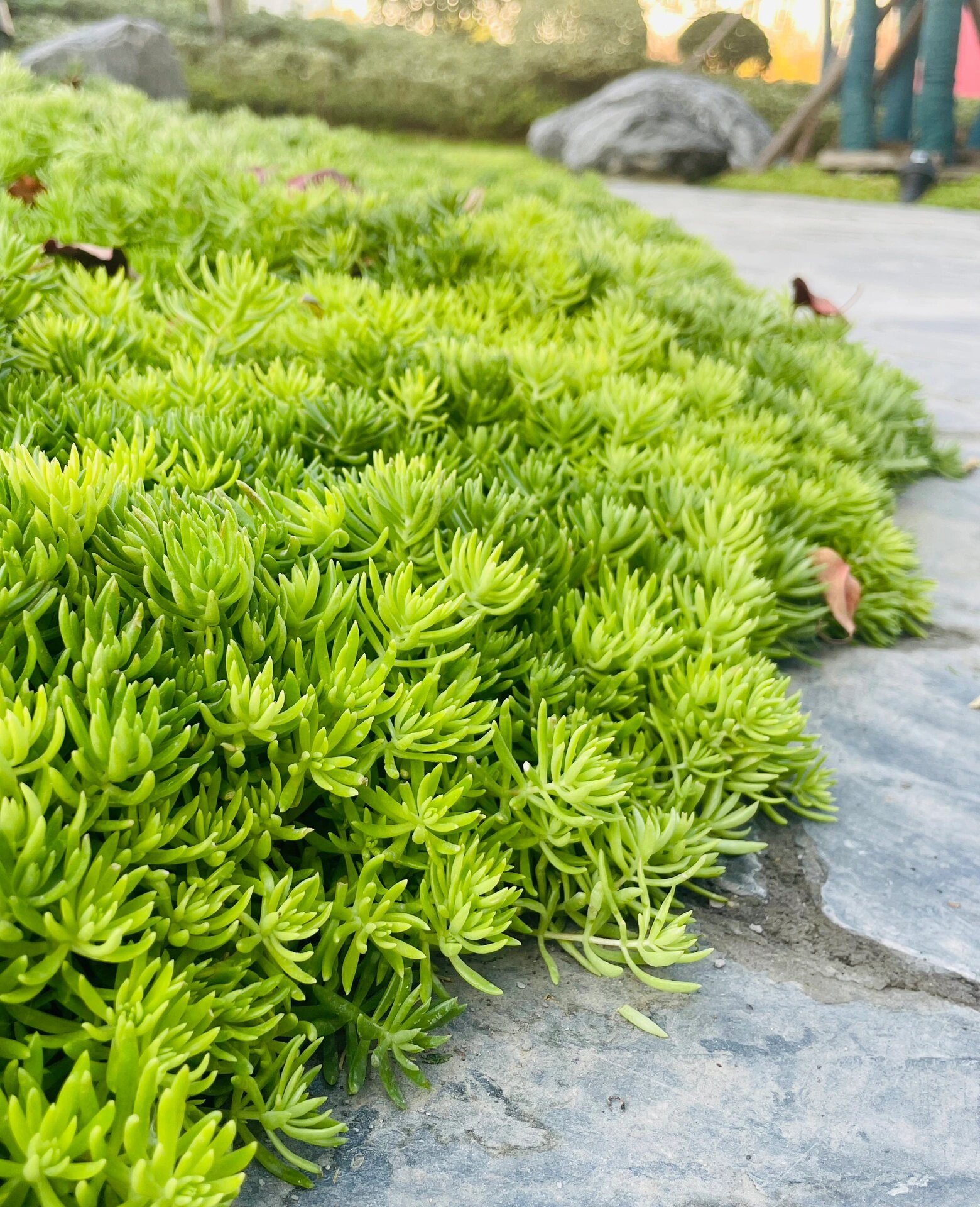 常见的地被植物100种图片