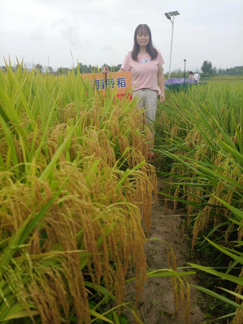 天泰优808水稻种,产量高,米好吃,抗病力强